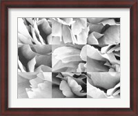 Framed Dreamy Peony Collage