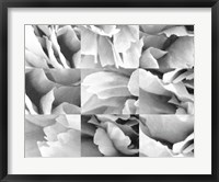 Framed Dreamy Peony Collage