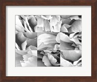 Framed Dreamy Peony Collage