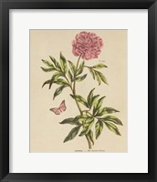 Herbal Botany XXIV Butterfly Crop Framed Print