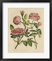 Framed Herbal Botany XVIII v2 Crop