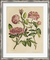Framed Herbal Botany XVIII v2 Crop