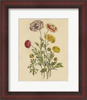 Framed 'Herbal Botany XXII v2 Crop' border=