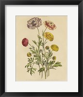 Herbal Botany XXII v2 Crop Framed Print