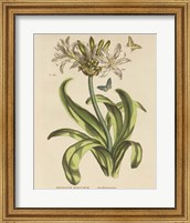 Framed Herbal Botany XX Butterfly Crop