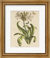 Framed Herbal Botany XX Butterfly Crop