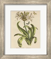 Framed Herbal Botany XX Butterfly Crop