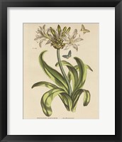 Framed Herbal Botany XX Butterfly Crop