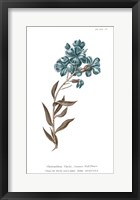 Conversations on Botany VI on White with Blue Framed Print