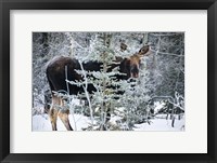 Framed Young Bull Moose