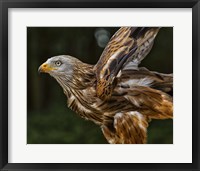 Framed Red Kite Taking Off