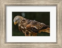 Framed Red Kite Looking Down