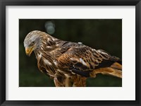 Framed Red Kite Looking Down
