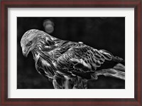Framed Red Kite Looking Down - Black & White