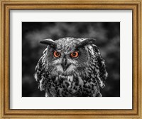 Framed Red Eyed Owl - Black & White