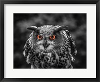 Framed Red Eyed Owl - Black & White