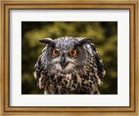 Framed Red Eyed Owl