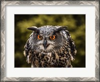 Framed Red Eyed Owl