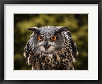 Framed Red Eyed Owl