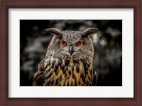 Framed Oehoe Owl