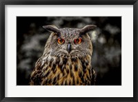 Framed Oehoe Owl