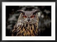 Framed Oehoe Owl
