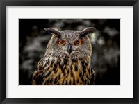 Framed Oehoe Owl
