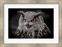 Framed Red Eyed Owl Close Up  - Black & White