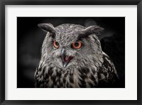 Framed Red Eyed Owl Close Up  - Black & White