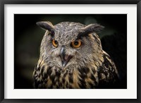 Framed Red Eyed Owl Close Up