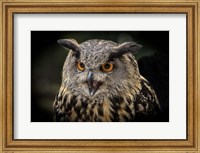 Framed Red Eyed Owl Close Up