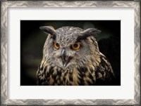 Framed Red Eyed Owl Close Up