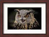 Framed Red Eyed Owl Close Up