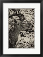 Framed Capricorn Sepia