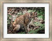 Framed Lynx