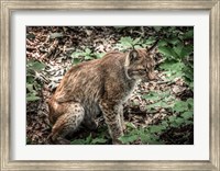Framed Lynx