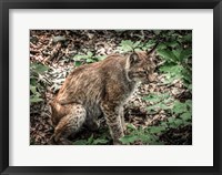 Framed Lynx