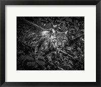 Framed Lynx Looking Up - Black & White