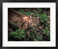 Framed Lynx Looking Up