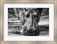 Framed Hippo - Black & White