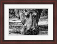 Framed Hippo - Black & White