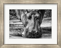 Framed Hippo - Black & White
