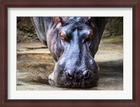 Framed Hippo