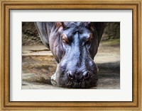 Framed Hippo