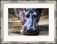 Framed Hippo