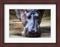 Framed Hippo