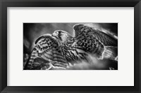 Framed Predator Bird Spreading it's Wings - Black & White