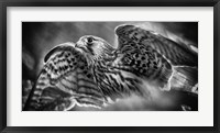 Framed Predator Bird Spreading it's Wings - Black & White