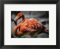 Framed Flamingo - Black & White