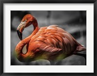Framed Flamingo - Black & White